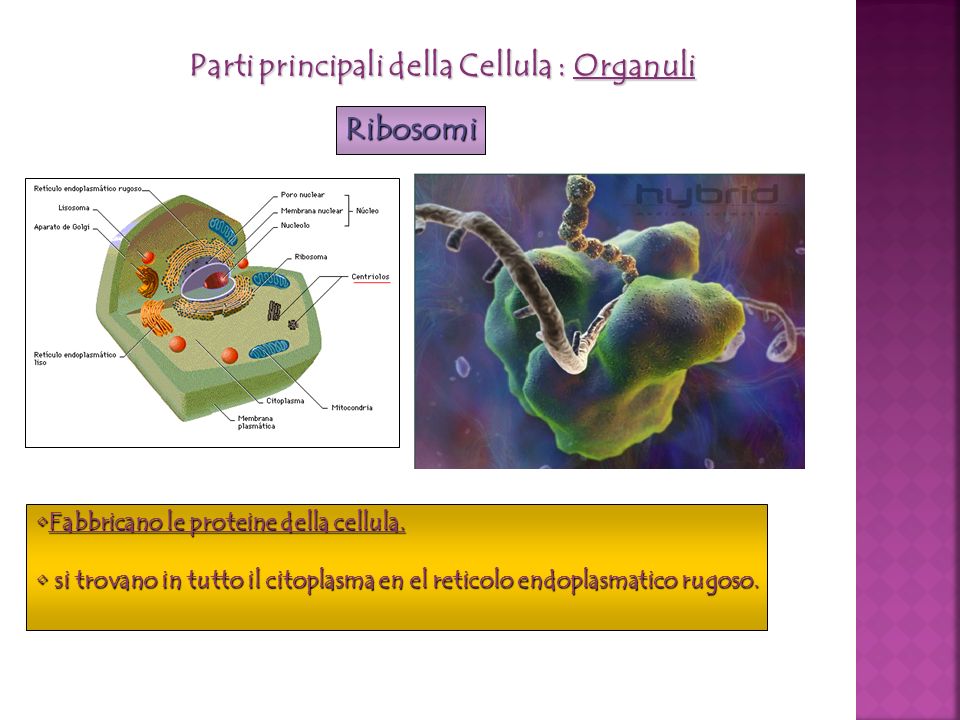 Parti principali della Cellula : Organuli