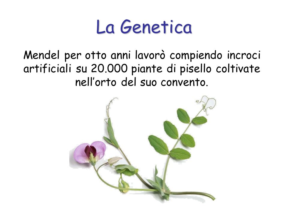 La Genetica Mendel per otto anni lavorò compiendo incroci artificiali su piante di pisello coltivate nell’orto del suo convento.