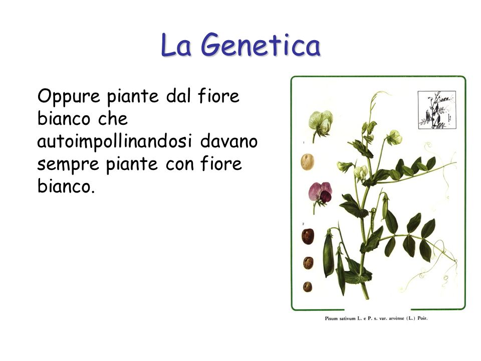 La Genetica Oppure piante dal fiore bianco che autoimpollinandosi davano sempre piante con fiore bianco.