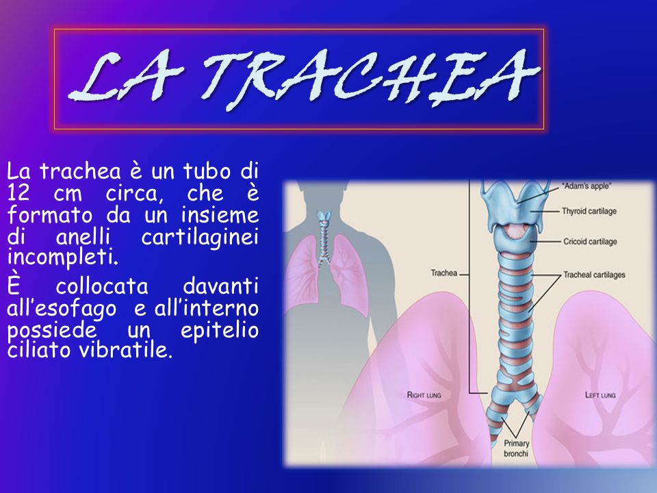 LA TRACHEA La trachea è un tubo di 12 cm circa, che è formato da un insieme di anelli cartilaginei incompleti.