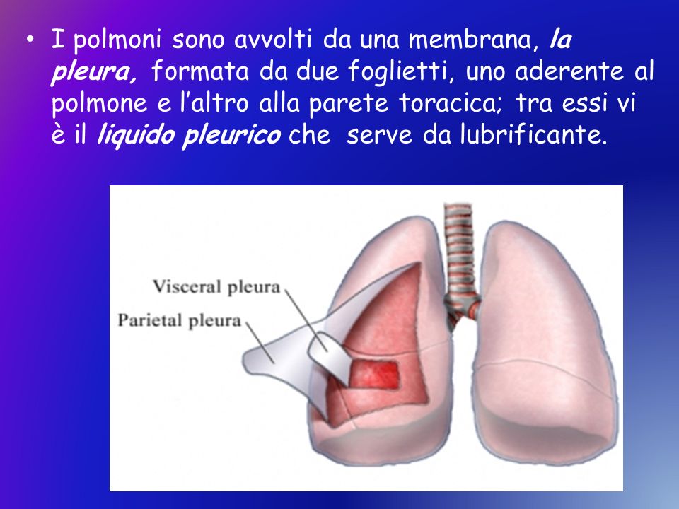 I polmoni sono avvolti da una membrana, la pleura, formata da due foglietti, uno aderente al polmone e l’altro alla parete toracica; tra essi vi è il liquido pleurico che serve da lubrificante.
