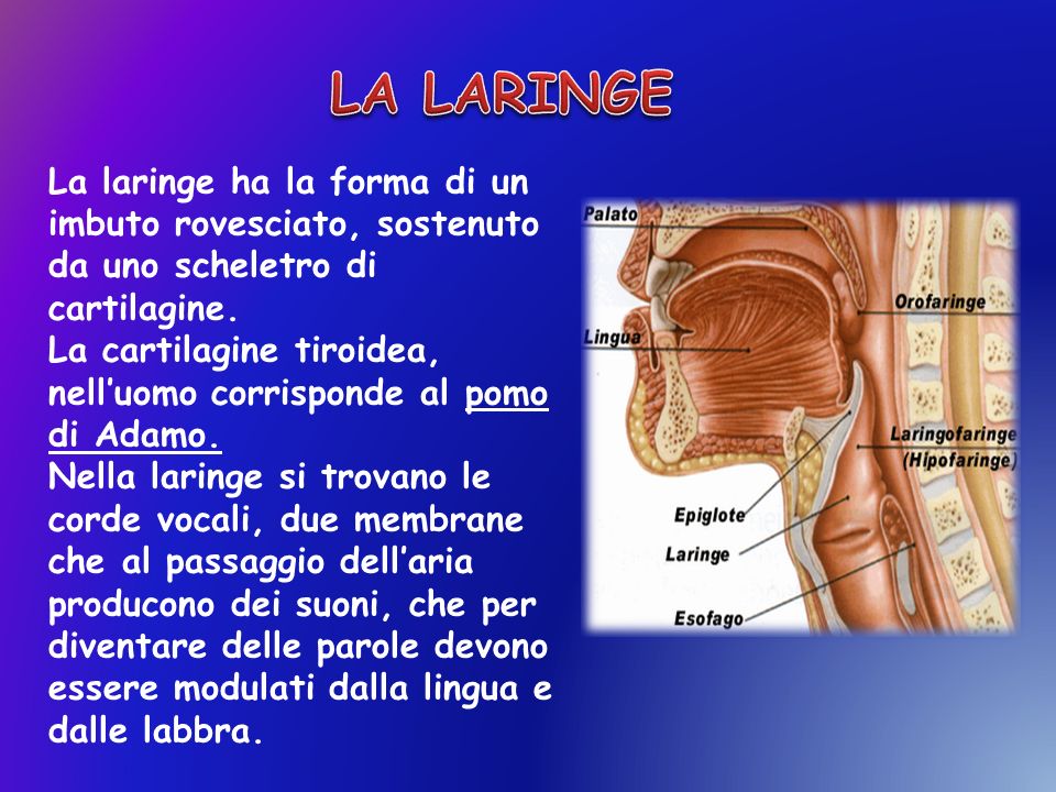 LA LARINGE La laringe ha la forma di un imbuto rovesciato, sostenuto da uno scheletro di cartilagine.