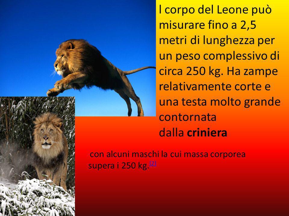 l corpo del Leone può misurare fino a 2,5 metri di lunghezza per un peso complessivo di circa 250 kg. Ha zampe relativamente corte e una testa molto grande contornata dalla criniera