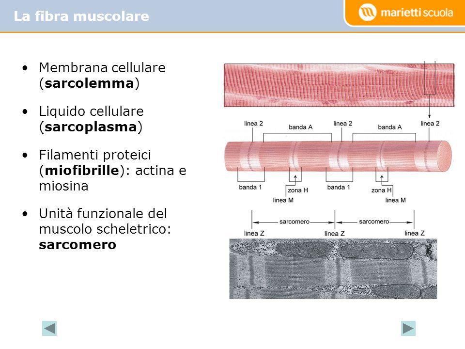 La fibra muscolare Membrana cellulare (sarcolemma) Liquido cellulare (sarcoplasma) Filamenti proteici (miofibrille): actina e miosina.