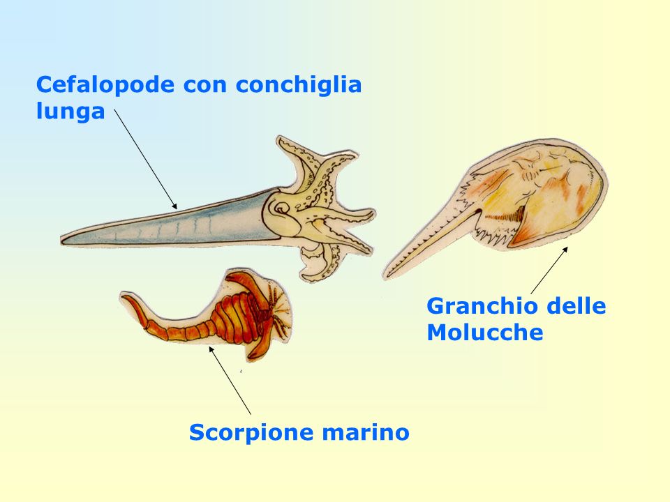 Cefalopode con conchiglia lunga
