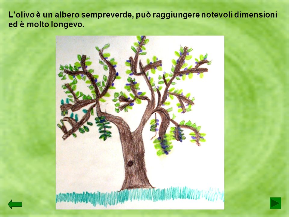 L’olivo è un albero sempreverde, può raggiungere notevoli dimensioni ed è molto longevo.