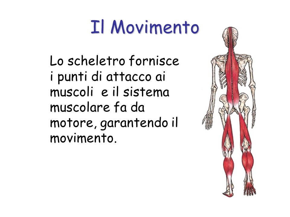 Il Movimento Lo scheletro fornisce i punti di attacco ai muscoli e il sistema muscolare fa da motore, garantendo il movimento.