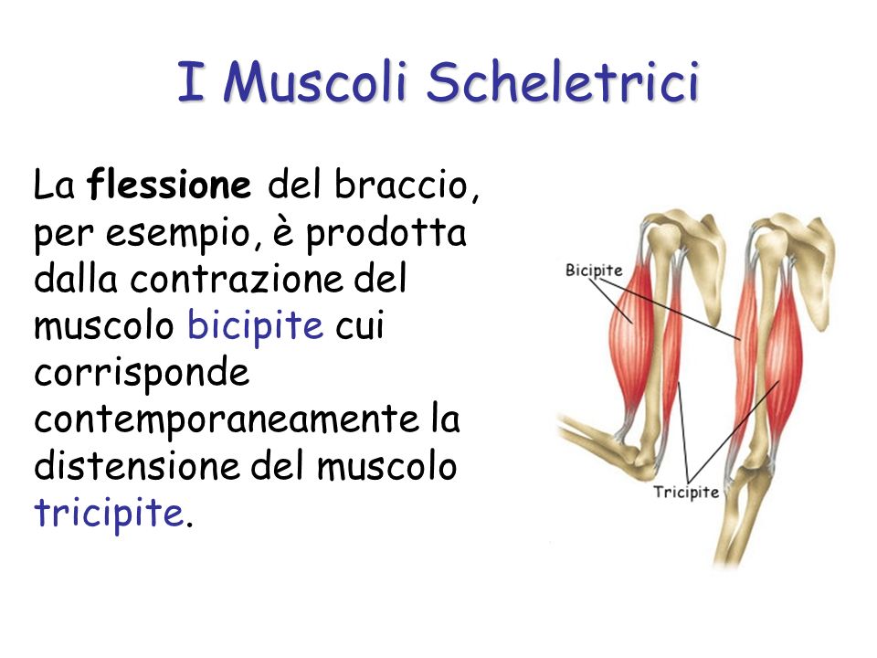 I Muscoli Scheletrici