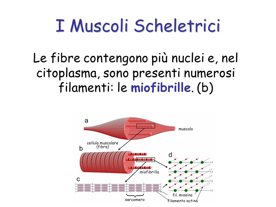I Muscoli Scheletrici Le fibre contengono più nuclei e, nel citoplasma, sono presenti numerosi filamenti: le miofibrille.