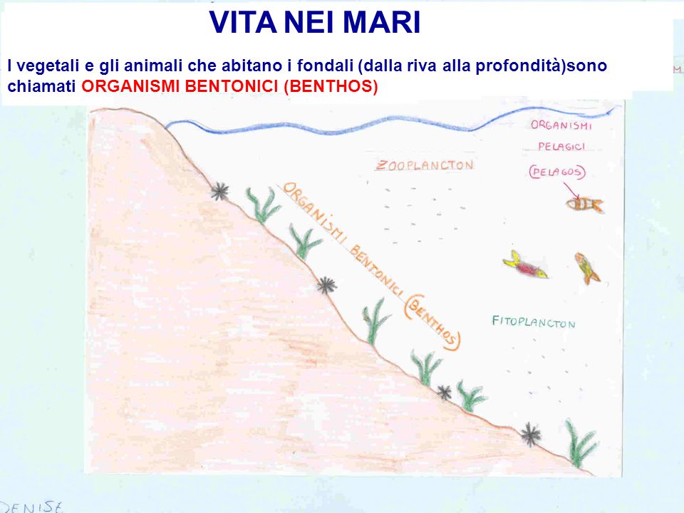 VITA NEI MARI I vegetali e gli animali che abitano i fondali (dalla riva alla profondità)sono chiamati ORGANISMI BENTONICI (BENTHOS)