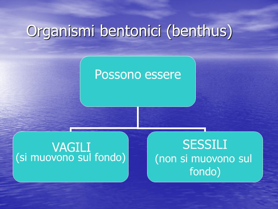 Organismi bentonici (benthus)