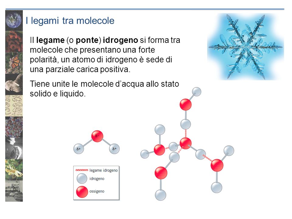 I legami tra molecole