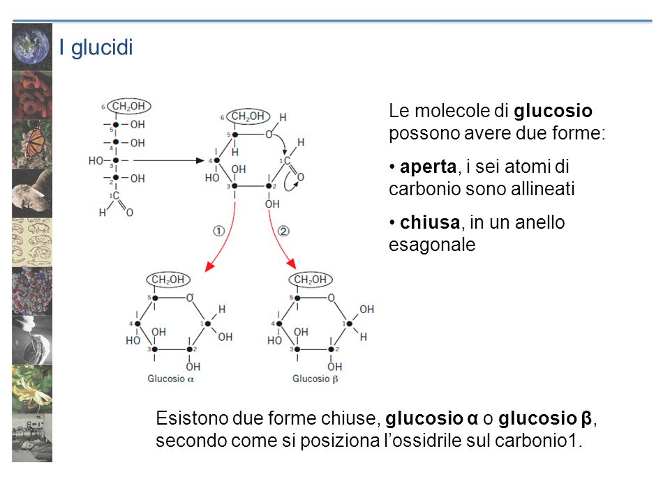 I glucidi Le molecole di glucosio possono avere due forme: