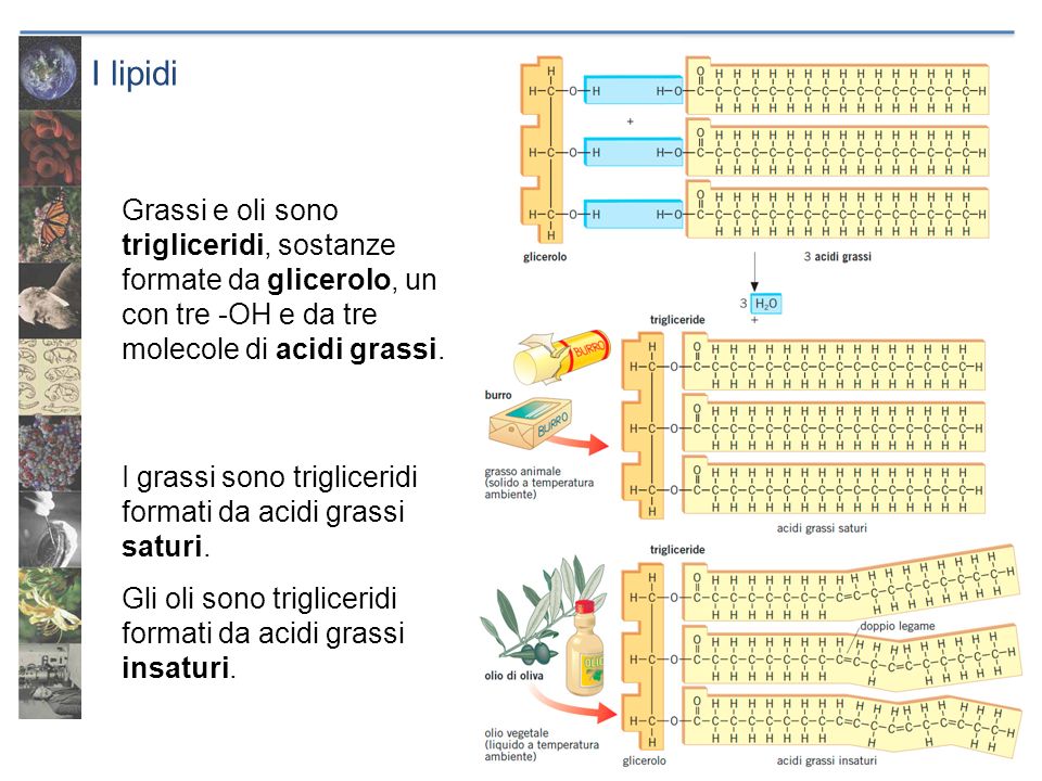 I lipidi Grassi e oli sono trigliceridi, sostanze formate da glicerolo, un con tre -OH e da tre molecole di acidi grassi.