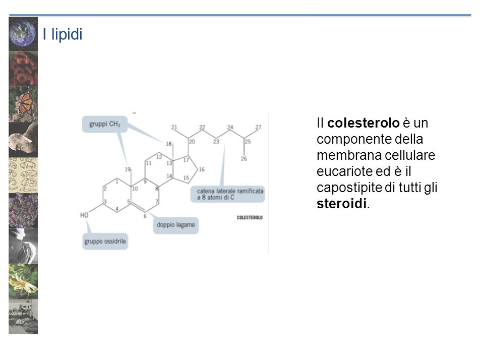 I lipidi Il colesterolo è un componente della membrana cellulare eucariote ed è il capostipite di tutti gli steroidi.