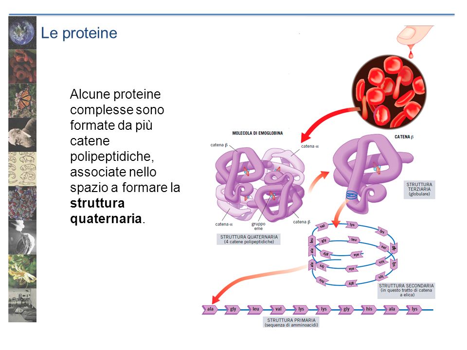 Le proteine Alcune proteine complesse sono formate da più catene polipeptidiche, associate nello spazio a formare la struttura quaternaria.