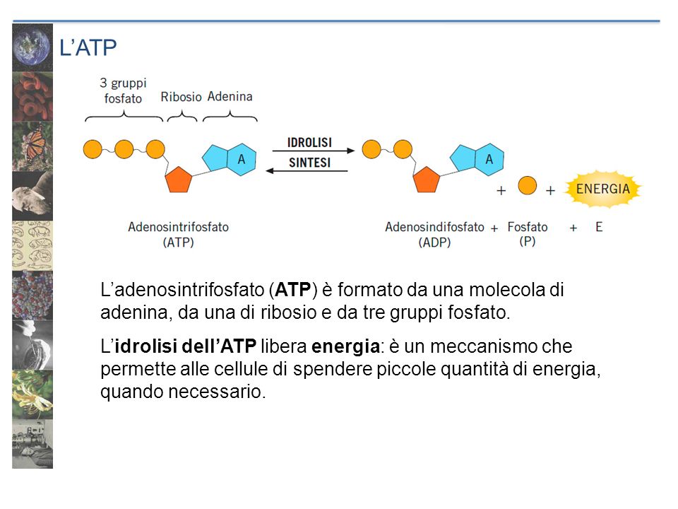 L’ATP L’adenosintrifosfato (ATP) è formato da una molecola di adenina, da una di ribosio e da tre gruppi fosfato.
