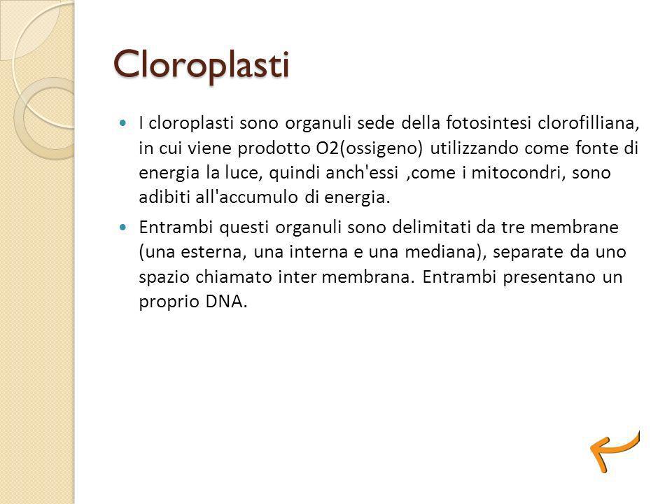 Cloroplasti