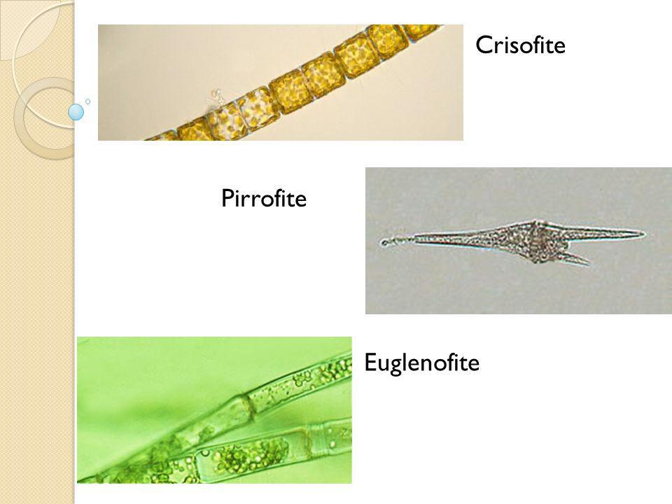Crisofite Pirrofite Euglenofite