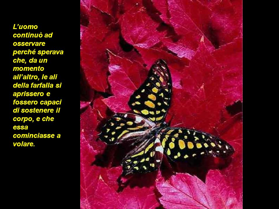 L’uomo continuò ad osservare perché sperava che, da un momento all’altro, le ali della farfalla si aprissero e fossero capaci di sostenere il corpo, e che essa cominciasse a volare.