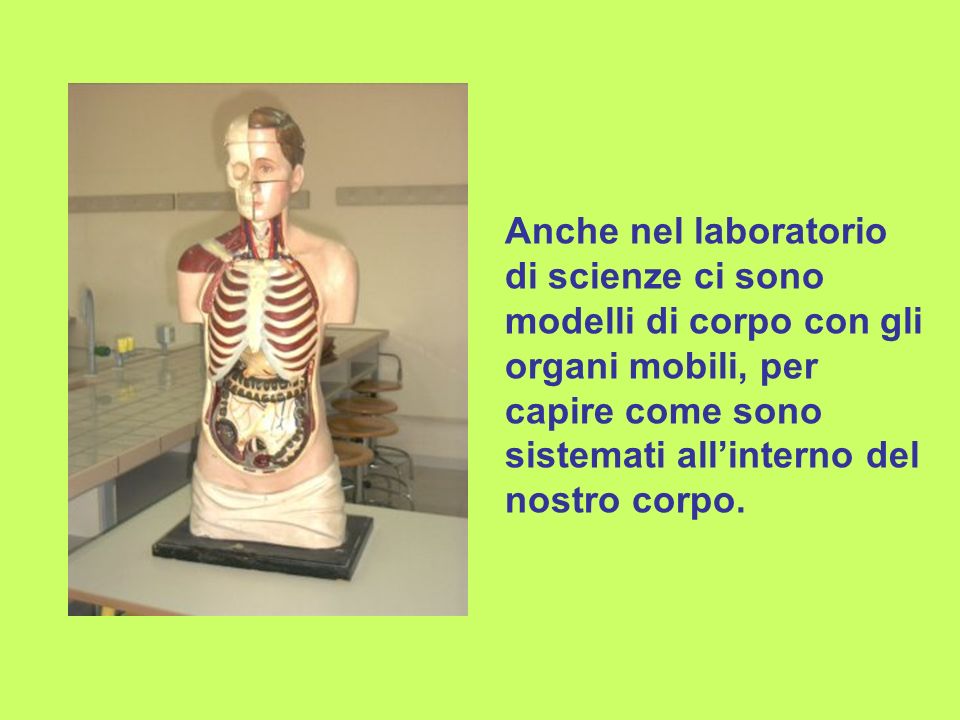 Anche nel laboratorio di scienze ci sono modelli di corpo con gli organi mobili, per capire come sono sistemati all’interno del nostro corpo.