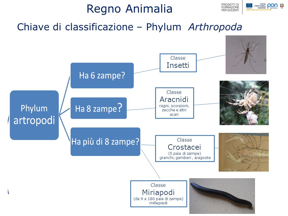 Regno Animalia Chiave di classificazione – Phylum Arthropoda Insetti