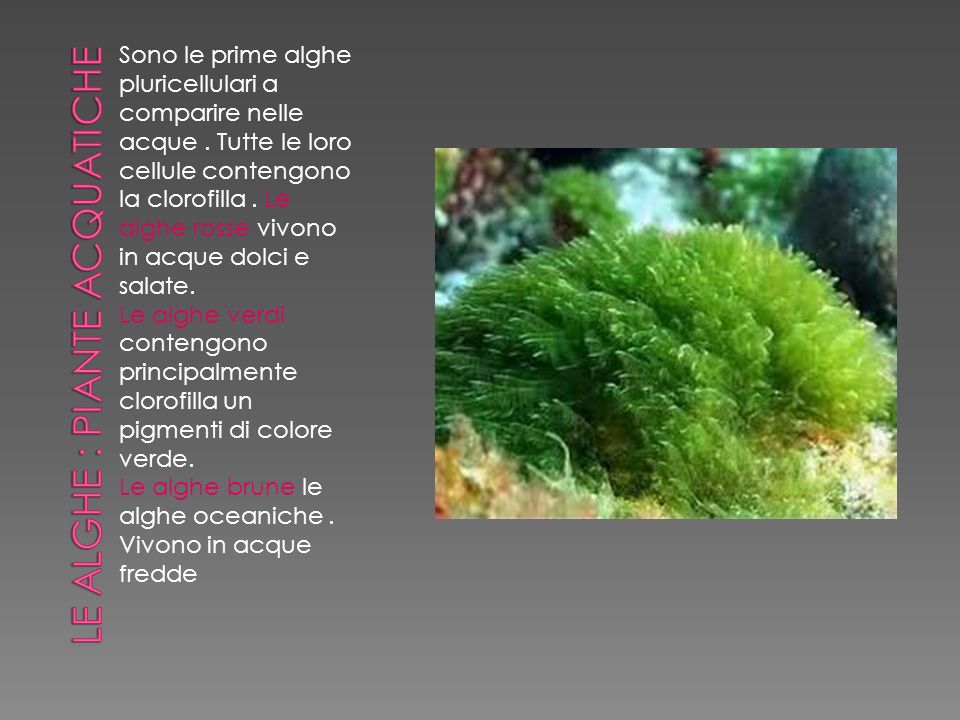 Le alghe : piante acquatiche