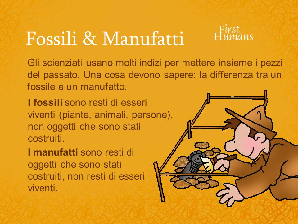 Fossili & Manufatti