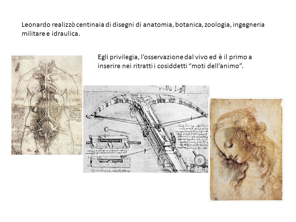 Leonardo realizzò centinaia di disegni di anatomia, botanica, zoologia, ingegneria militare e idraulica.