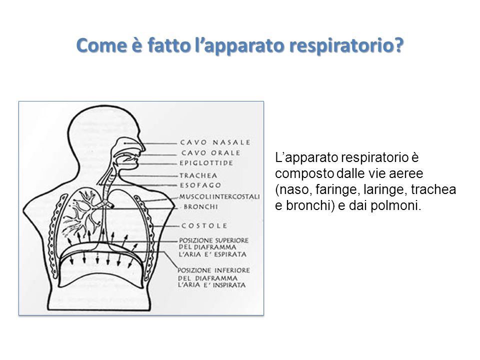 Come è fatto l’apparato respiratorio