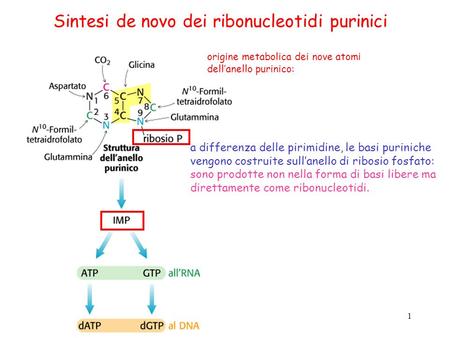 Sintesi de novo dei ribonucleotidi purinici