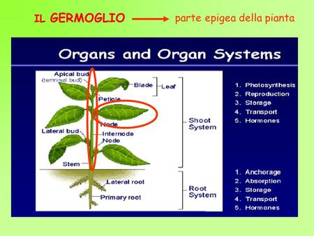 IL GERMOGLIO parte epigea della pianta.