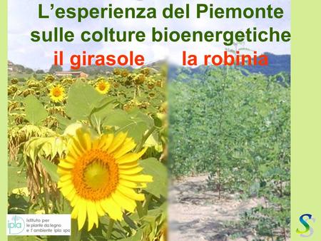 L’esperienza del Piemonte sulle colture bioenergetiche il girasole