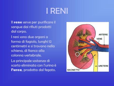 I RENI Il rene serve per purificare il sangue dai rifiuti prodotti dal corpo. I reni sono due organi a forma di fagiolo, lunghi 12 centimetri e si trovano.