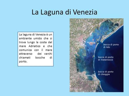 La Laguna di Venezia La laguna di Venezia è un ambiente umido che si trova lungo la costa del mare Adriatico e che comunica con il mare attraverso dei.