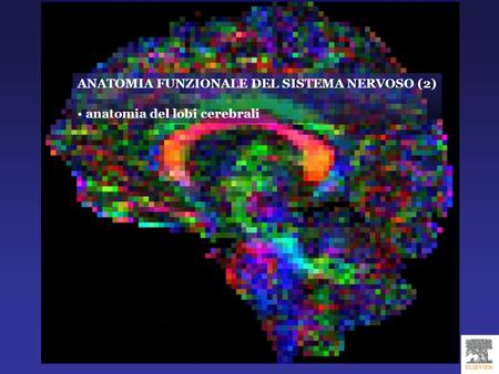 ANATOMIA FUNZIONALE DEL SISTEMA NERVOSO (2)