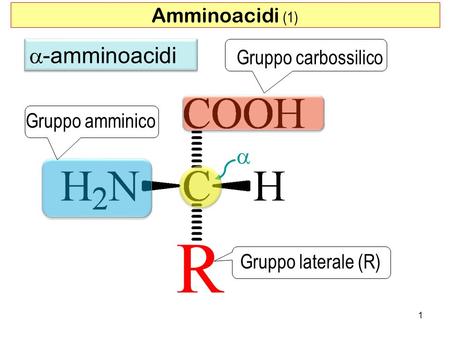 a-amminoacidi a Amminoacidi (1) Gruppo carbossilico Gruppo amminico