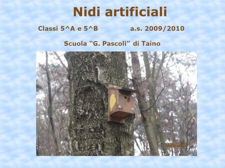Nidi artificiali Classi 5^A e 5^B a.s. 2009/2010 Scuola G. Pascoli di Taino.