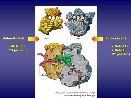 Subunità 30S: rRNA 16S 21 proteine Subunità 30S: rRNA 23S rRNA 5S