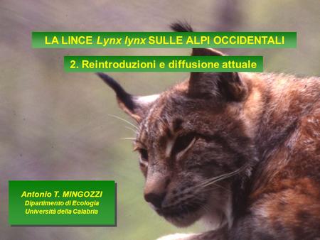 LA LINCE Lynx lynx SULLE ALPI OCCIDENTALI