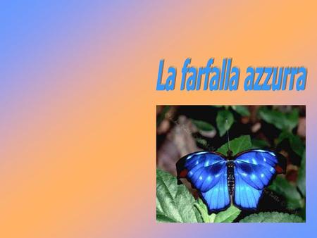 La farfalla azzurra.
