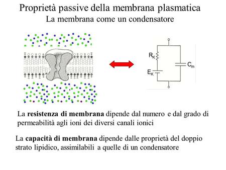 Proprietà passive della membrana plasmatica