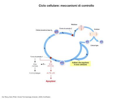 Ciclo cellulare: meccanismi di controllo