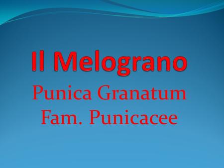 Punica Granatum Fam. Punicacee