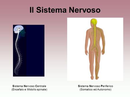 Il Sistema Nervoso Sistema Nervoso Centrale