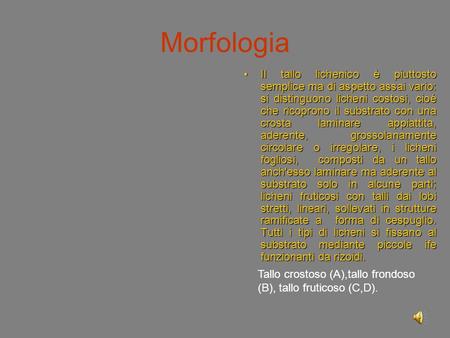 Morfologia Il tallo lichenico è piuttosto semplice ma di aspetto assai vario: si distinguono licheni costosi, cioè che ricoprono il substrato con una crosta.