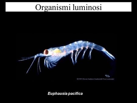 Organismi luminosi Euphausia pacifica.