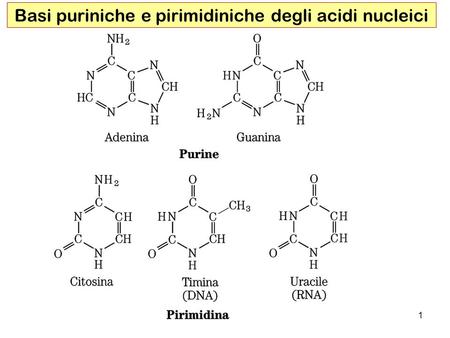 Basi puriniche e pirimidiniche degli acidi nucleici
