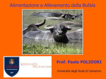 Alimentazione e Allevamento della Bufala Prof. Paolo POLIDORI Università degli Studi di Camerino.