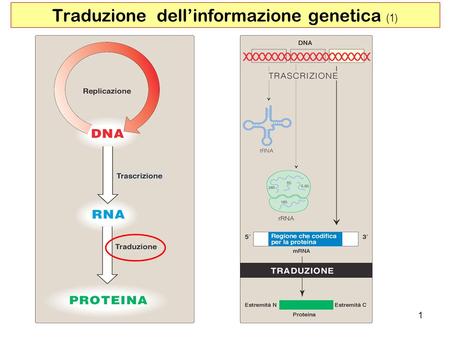 Traduzione dell’informazione genetica (1)